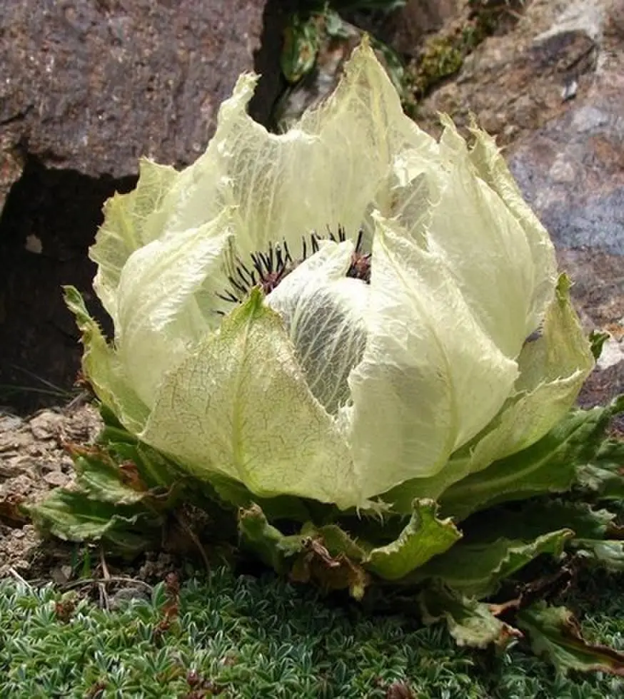 《我化风行万里》超清1080P完整版｜《我化风行万里》73集情感故事全集-百度网盘资源在线播放