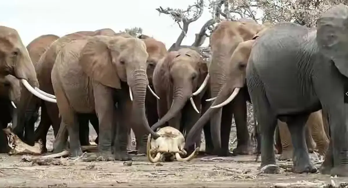 《女王的大象 / La regina degli elefanti》《女王的大象》高清资源哪里找？《女王的大象》1080P未删减版完整故事如何观看？《女王的大象 / La regina degli elefanti》